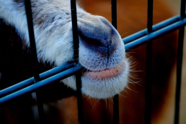 Doppelstabmattenzaun um Tiere zu halten